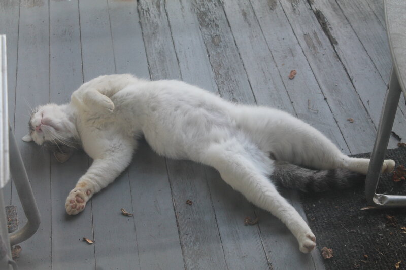 White Cat Sleeping — Relaxed, Photograph, Wooden Floor
