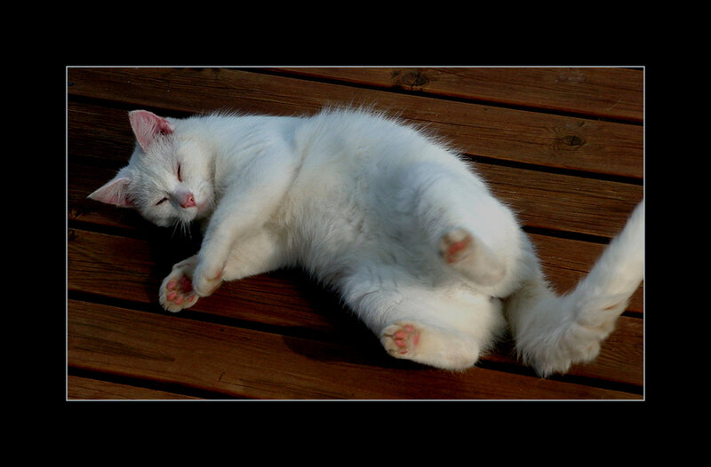 White Cat Sleeping — Relaxed