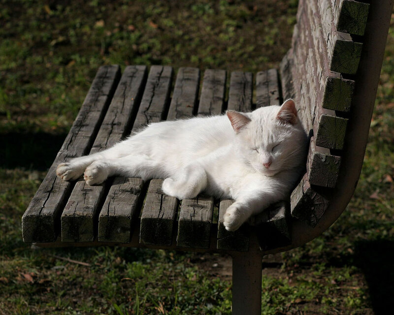 White Cat Sleeping — Serene, Afternoon, Photograph, Bench