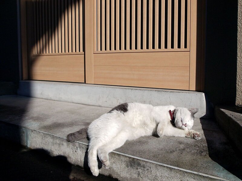 White Cat Sleeping — Serene, Afternoon, Photograph, Door