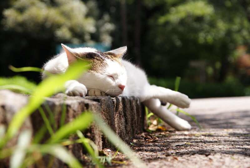 White Cat Sleeping — Serene, Afternoon, Photograph, Stone Wall