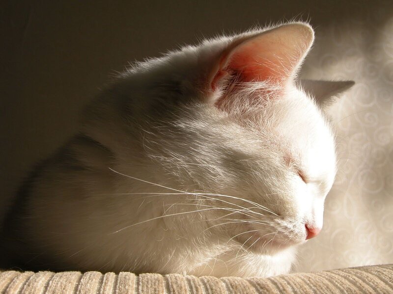 White Cat Sleeping — Serene, Afternoon, Photograph
