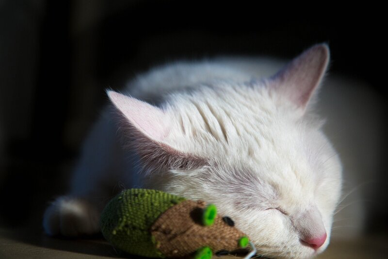 White Cat Sleeping — Serene, Afternoon, Photograph, Toy Mouse