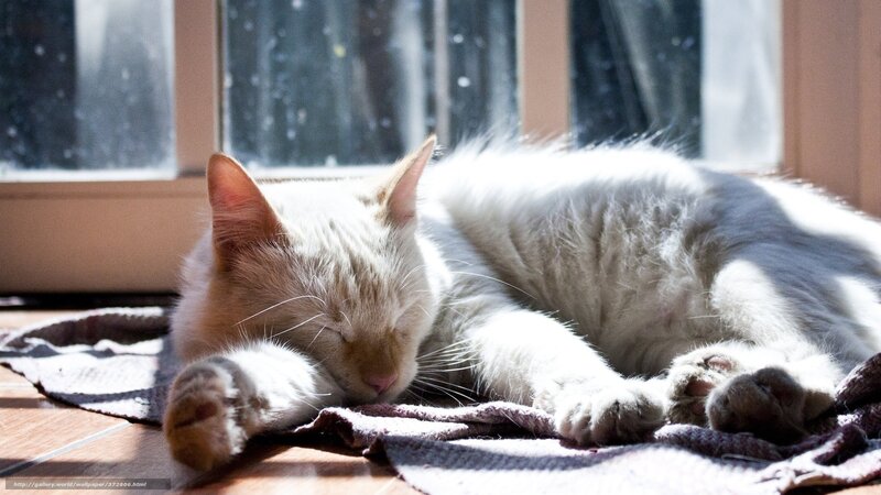 White Cat Sleeping — Serene, Afternoon, Photograph, Window