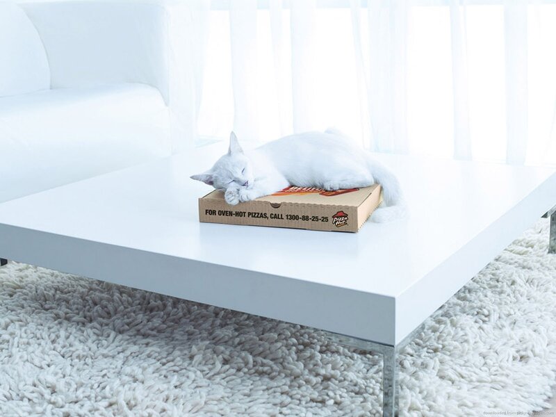 White Cat Sleeping — Serene, Morning, Photograph