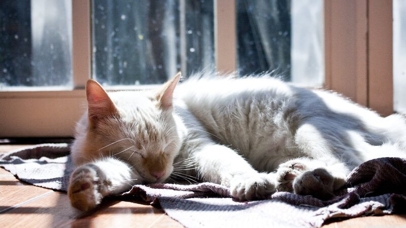White Cat Sleeping — Serene, Morning, Photograph, Window, Blanket