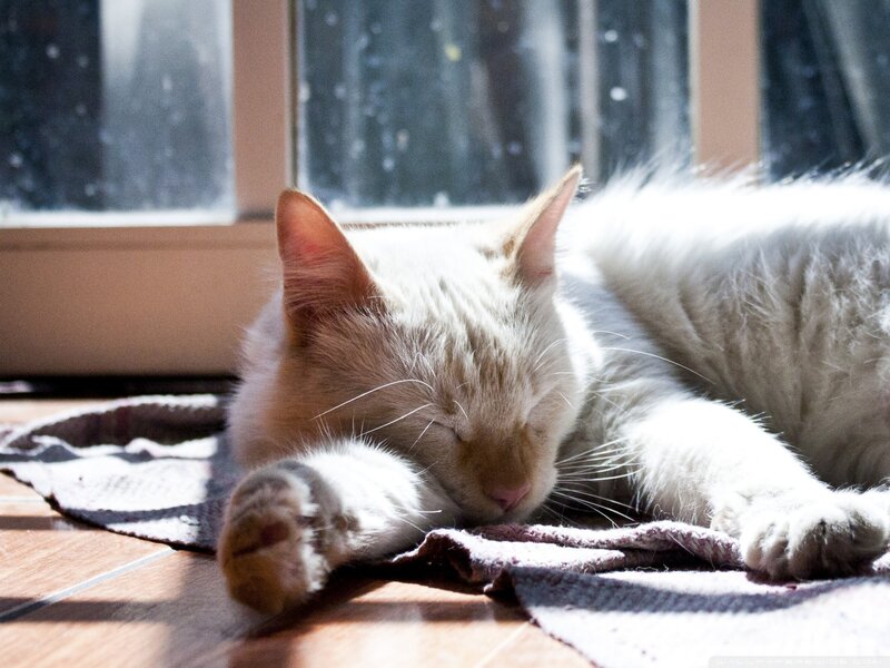White Cat Sleeping — Serene, Morning, Photograph, Window