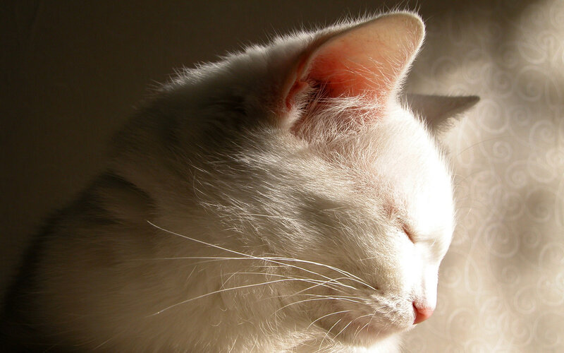 White Cat Sleeping — Serene, Morning