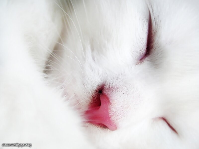 White Cat Sleeping — Serene, Photograph, Nose