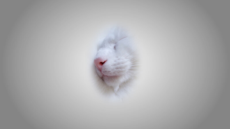 White Cat Sleeping — Serene, Photograph