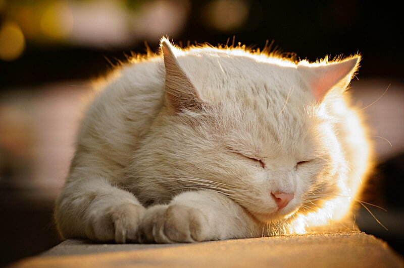 White Cat Sleeping — Serene, Sunset