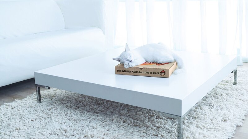 White Cat Sleeping — Serene