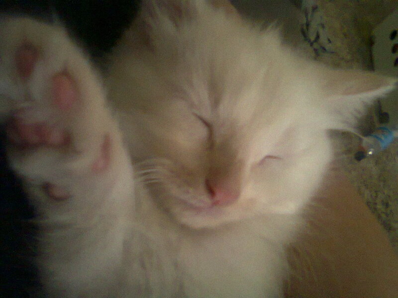 White Cat Sleeping — Sleepy