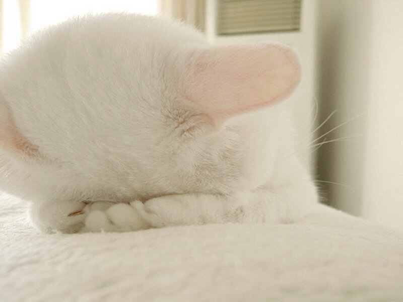 white cat sleeping