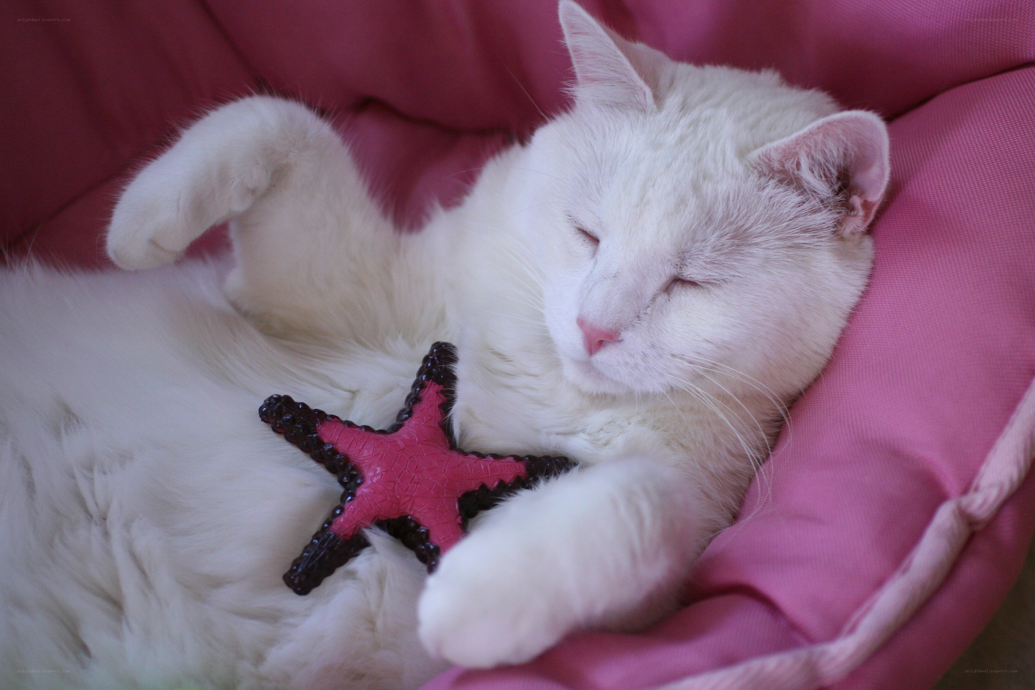 White cat sleeping with toy