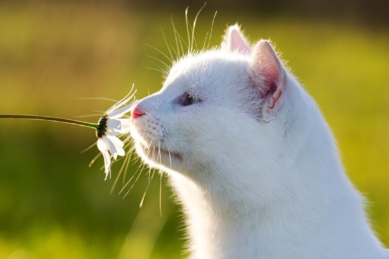 White Cat Sniffing Flower