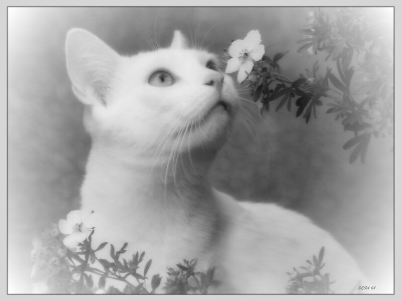 White Cat Sniffing Flowers — Black