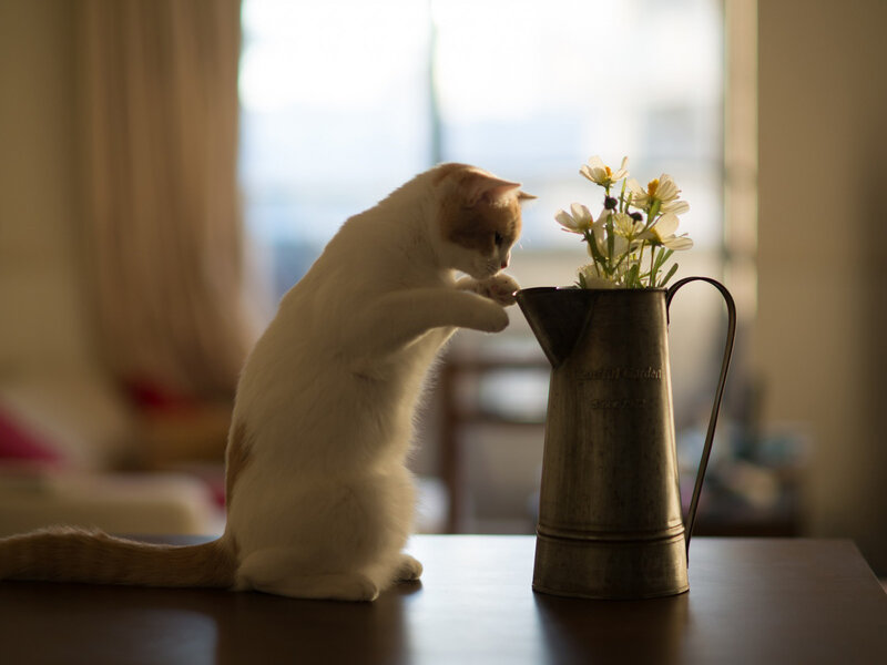 White Cat Sniffing Flowers — Calm