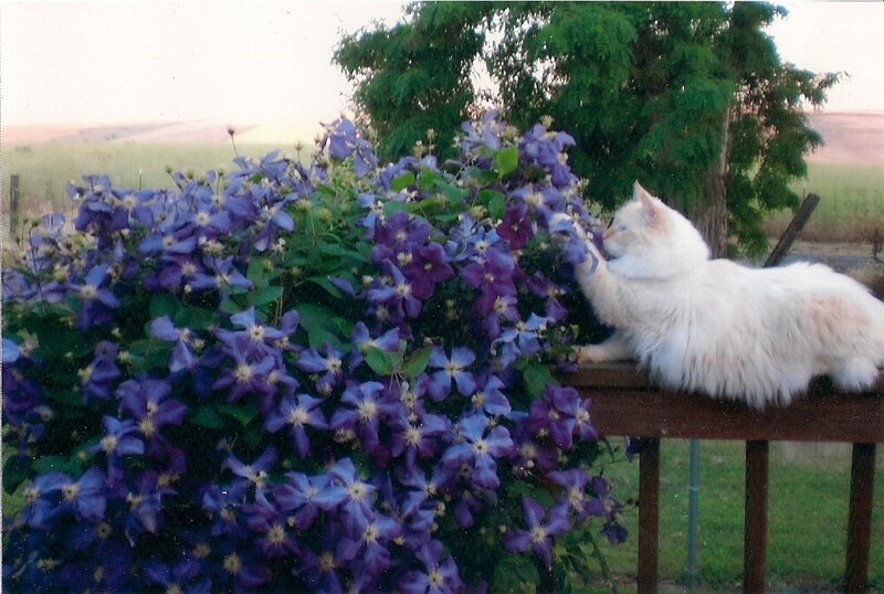 White Cat Sniffing Flowers