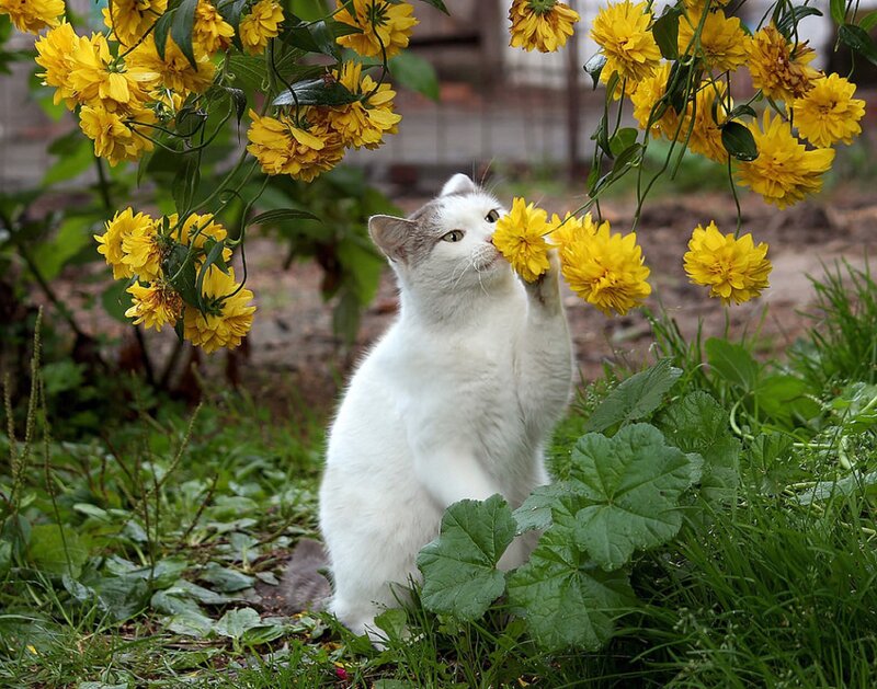 White Cat Sniffing Flowers — Yellow