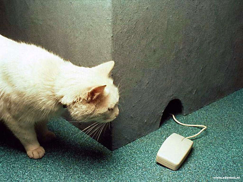 White Cat Sniffing Mouse