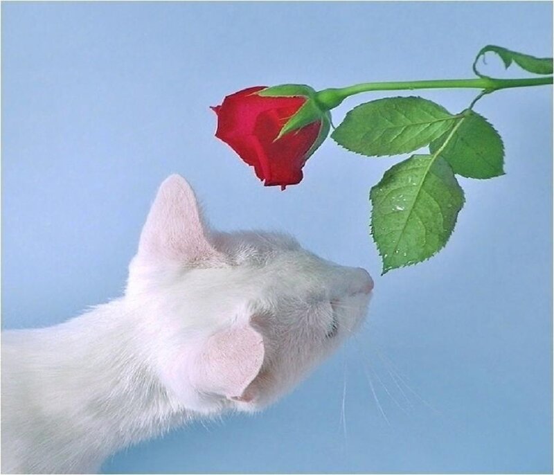 White Cat Sniffing Rose