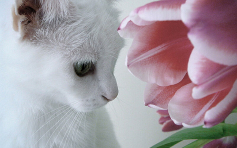White Cat Sniffing Tulip