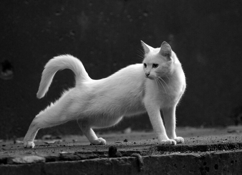 White Cat Stretching — Black