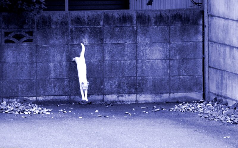White Cat Stretching — Blue