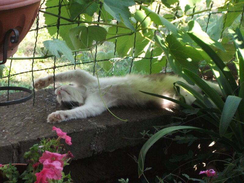 White Cat Stretching — Green