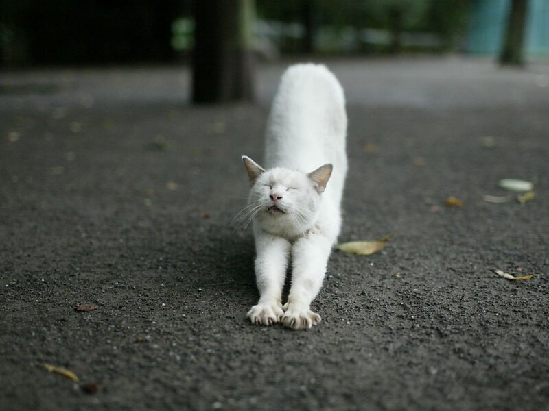 white cat stretching on pavement