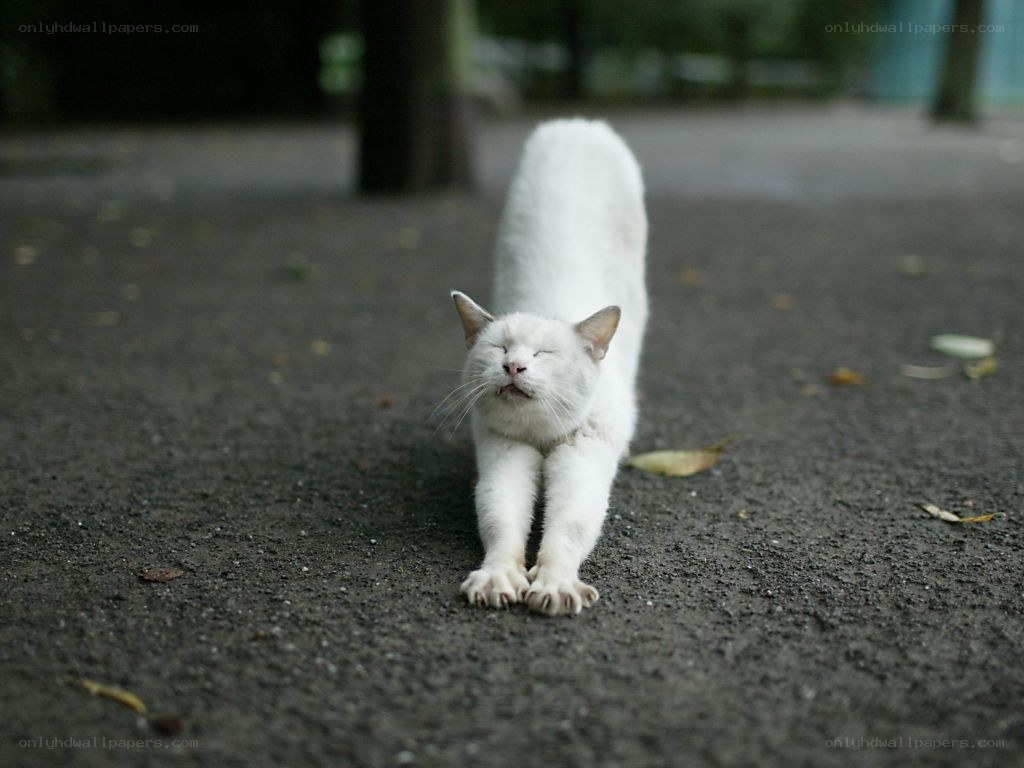 white cat stretching on pavement