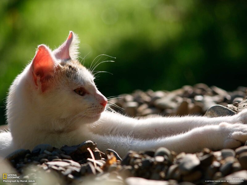 White cat sunbathing