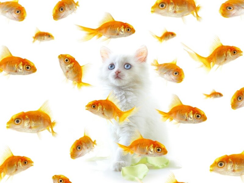 white cat surrounded by goldfish