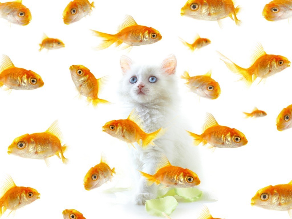 white cat surrounded by goldfish