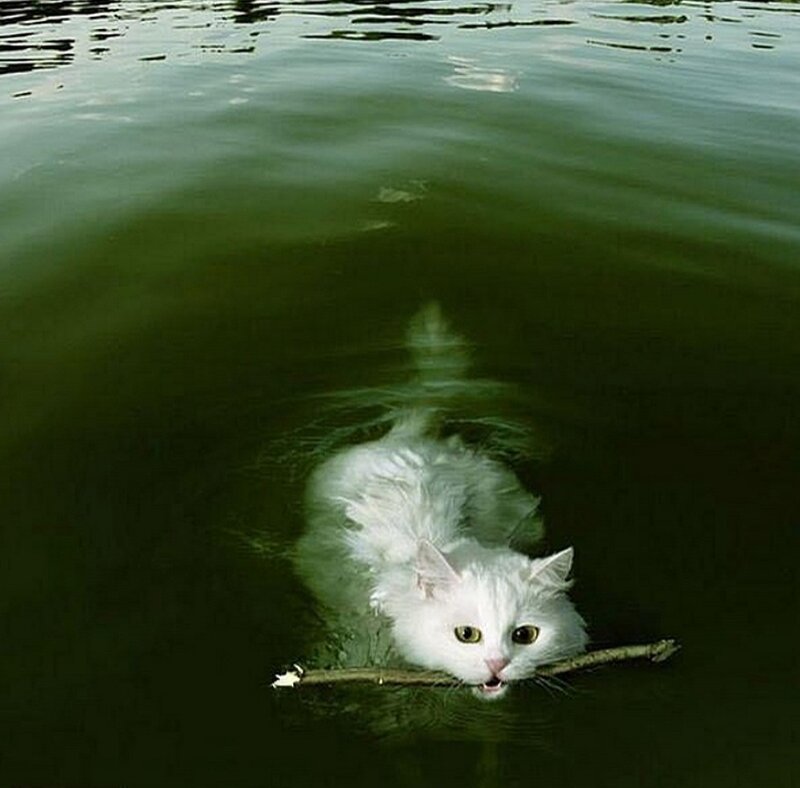 White Cat Swimming
