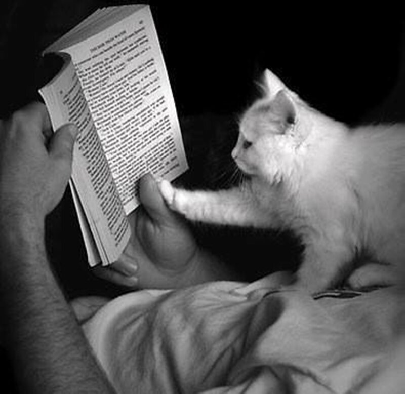 White Cat Touching Book