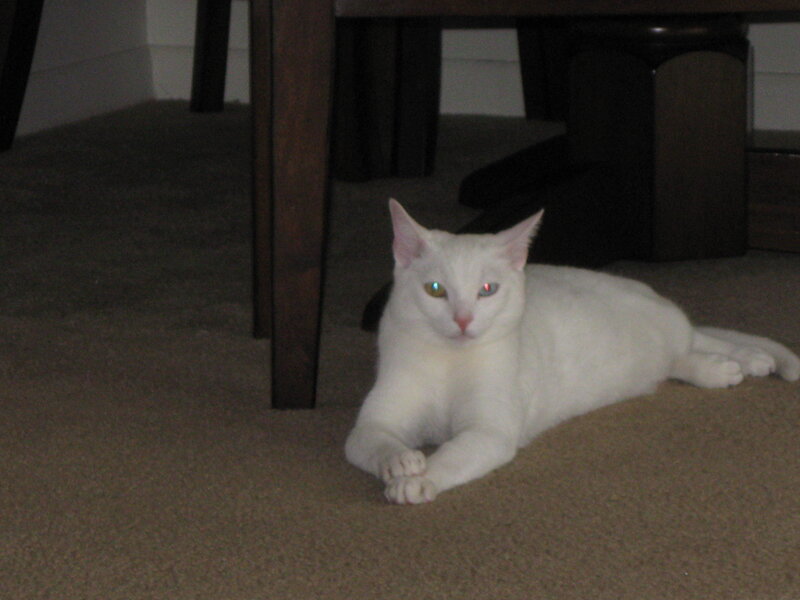 white cat under a table