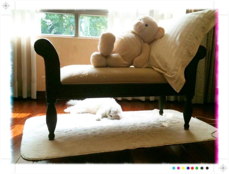 White Cat under Bench
