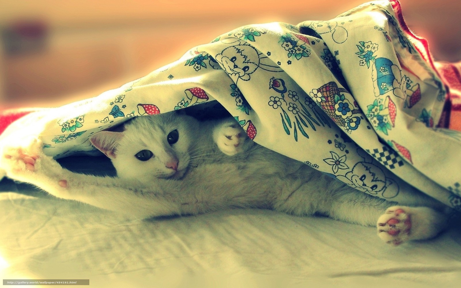 white cat under blanket
