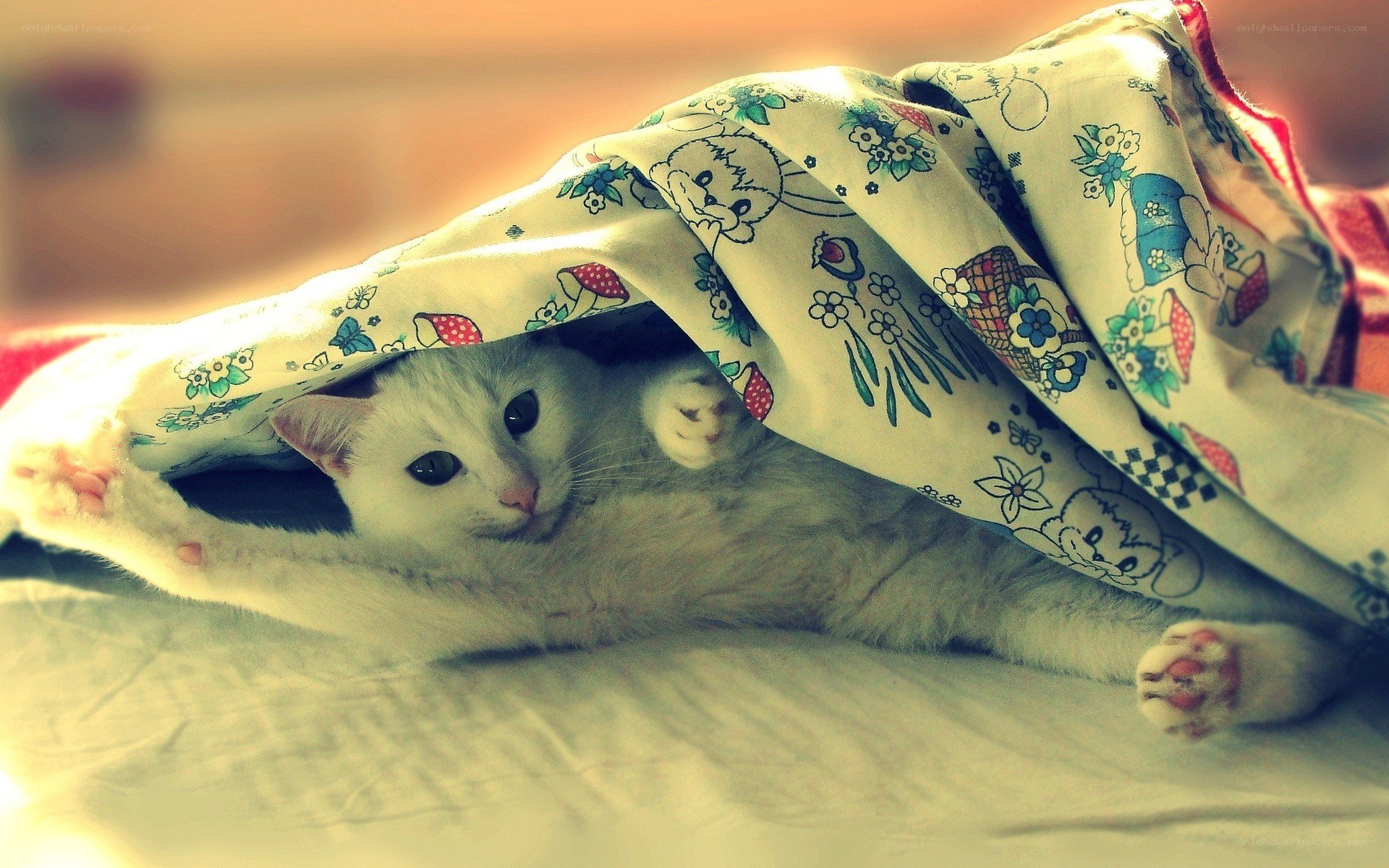white cat under blanket
