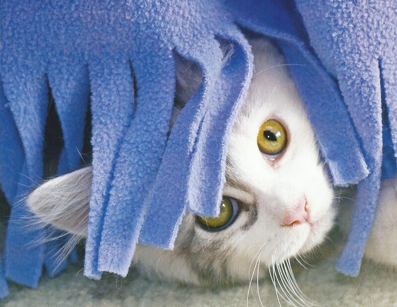 White Cat under Blanket — Blue
