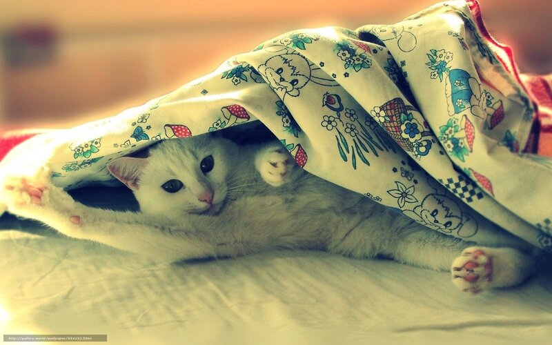 White Cat under Blanket — Cozy, Photograph, Bed