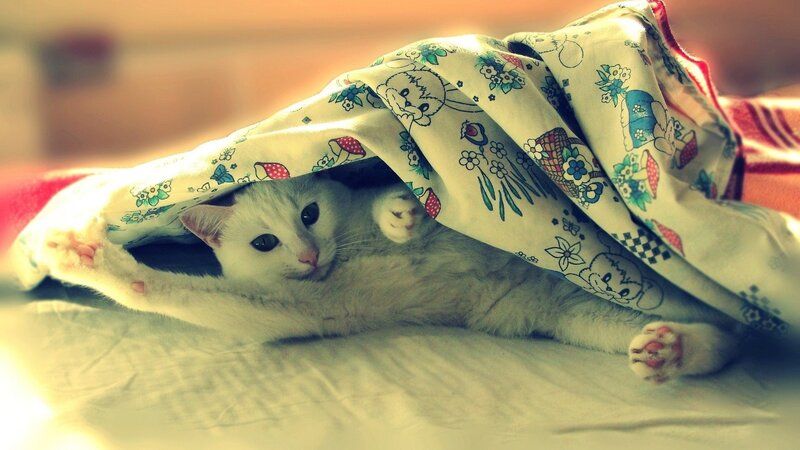 White Cat under Blanket — Cozy, Photograph