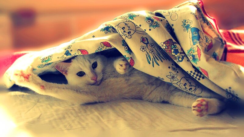 White Cat under Blanket — Cozy