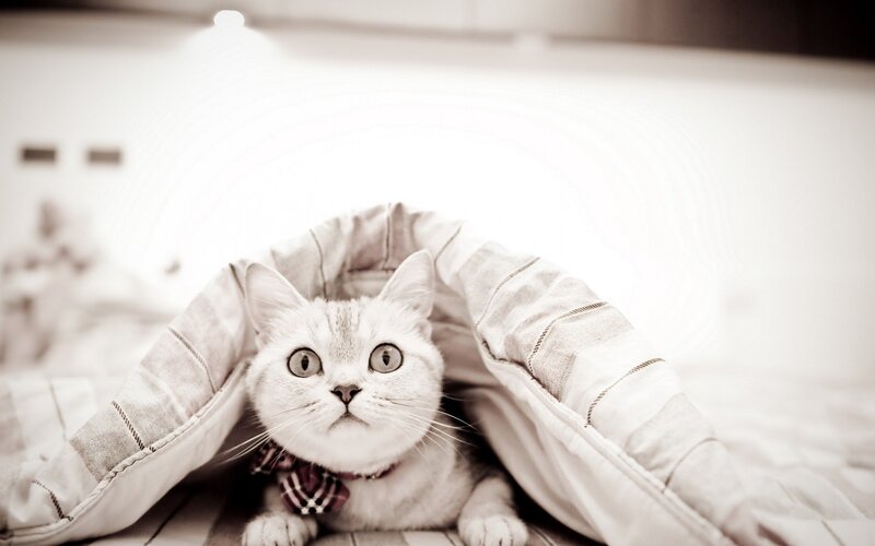 White Cat under Blanket — Gray, Calm