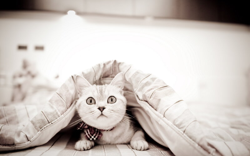 White Cat under Blanket — Gray