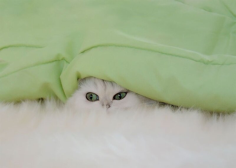 White Cat under Blanket — Green, Curious