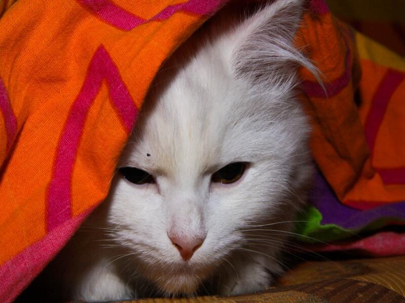 White Cat under Blanket — Orange