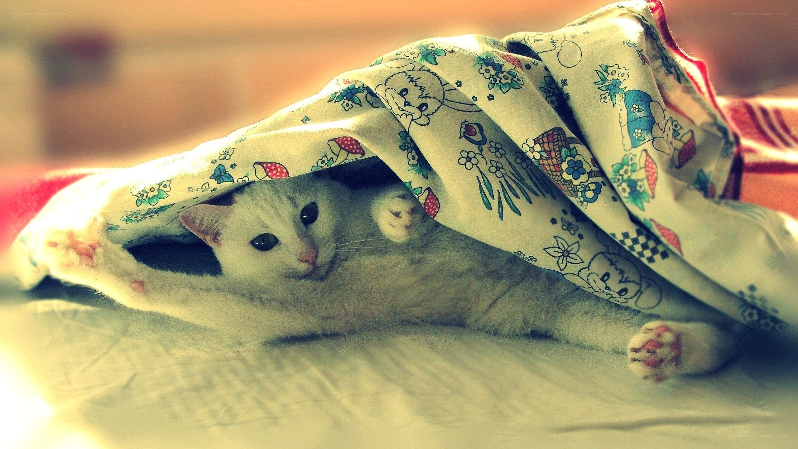 white cat under blanket